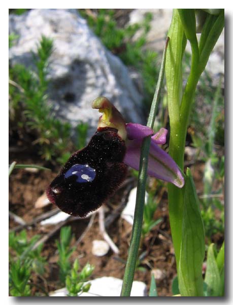 Ophrys: gruppo Ophrys bertolonii